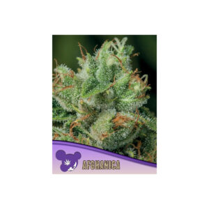 Afghanica - Anesia feminisiert 3er Pack
