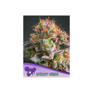 Apricot Oreoz - Anesia feminisiert 3er Pack