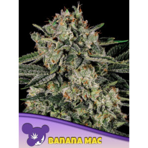 Banana MAC - Anesia feminisiert 3er Pack