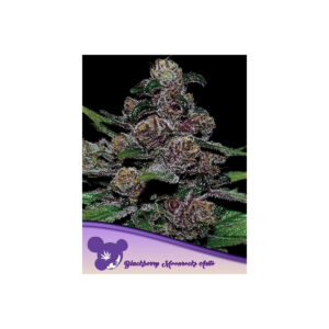 Blackberry Moonrocks Auto - Anesia feminisiert 3er Pack