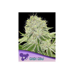 Cash Cow - Anesia feminisiert 3er Pack