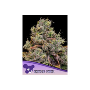 Chaos Cake - Anesia feminisiert 3er Pack