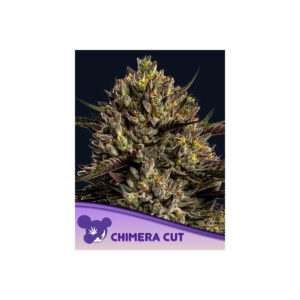 Chimera Cut - Anesia feminisiert 3er Pack