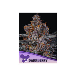 Dankberry - Anesia feminisiert 3er Pack