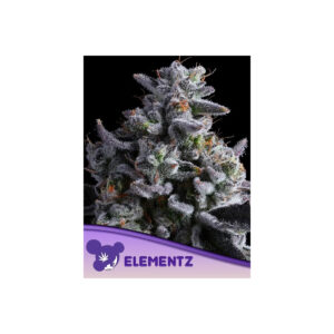 Elementz - Anesia feminisiert 3er Pack