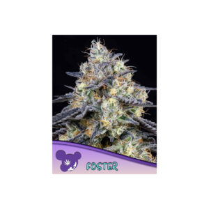 Foster - Anesia feminisiert 3er Pack