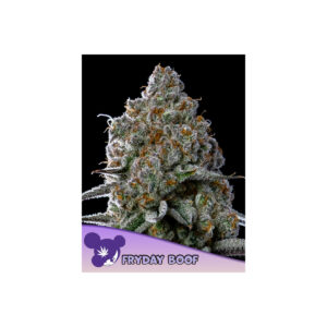 Fryday Boof - Anesia feminisiert 3er Pack