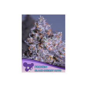 Frozen Black Cherry Auto - Anesia feminisiert 3er Pack