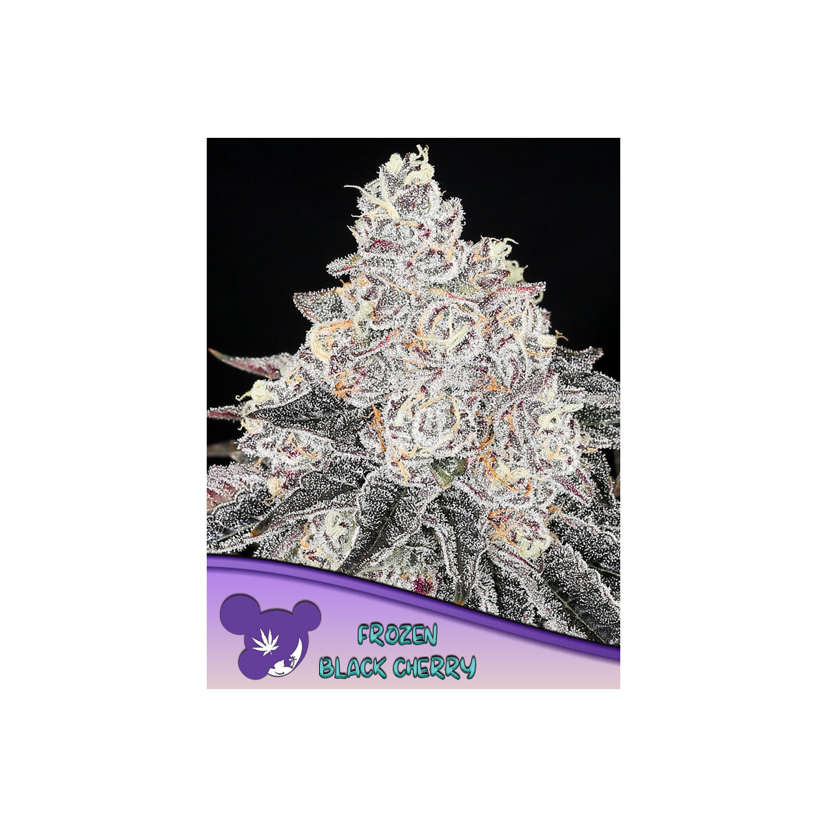 Frozen Black Cherry - Anesia feminisiert 3er Pack