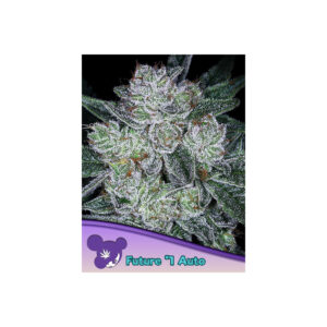 Future #1 Auto - Anesia feminisiert 3er Pack