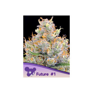 Future #1 - Anesia feminisiert 3er Pack