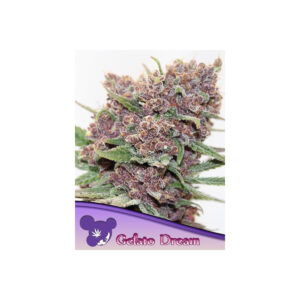 Gelato Dream - Anesia feminisiert 3er Pack