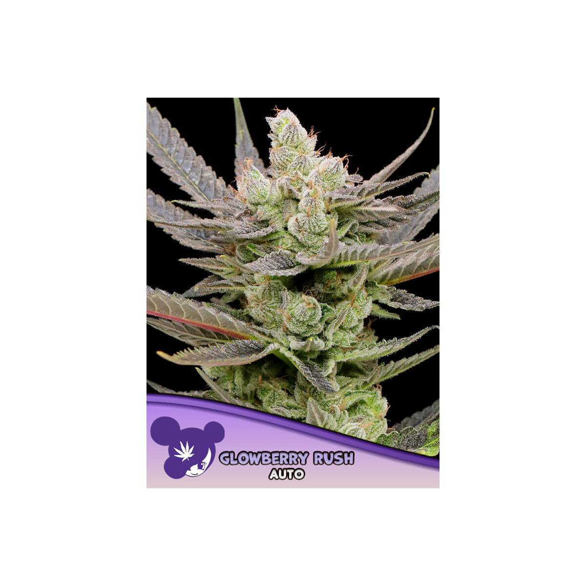 Glowberry Rush Auto - Anesia feminisiert 3er Pack