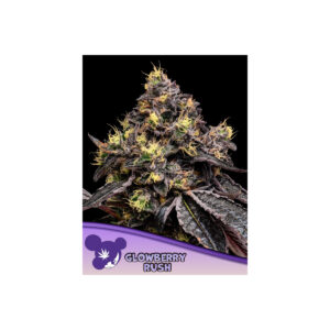 Glowberry Rush - Anesia feminisiert 3er Pack