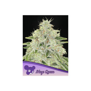 Haze Queen - Anesia feminisiert 3er Pack