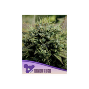Hindu Kush - Anesia feminisiert 3er Pack