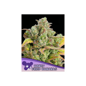 Honey Fried Bananas - Anesia feminisiert 3er Pack