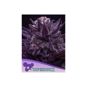 Imperium X - Anesia feminisiert 3er Pack