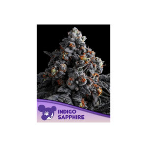 Indigo Sapphire - Anesia feminisiert 3er Pack