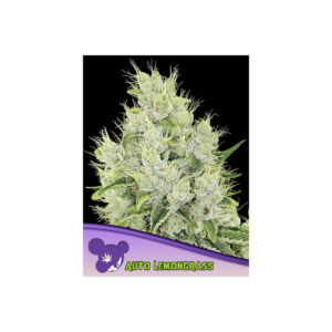 Lemongrass Auto - Anesia feminisiert 3er Pack