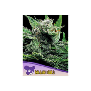 Malawi Gold - Anesia feminisiert 3er Pack