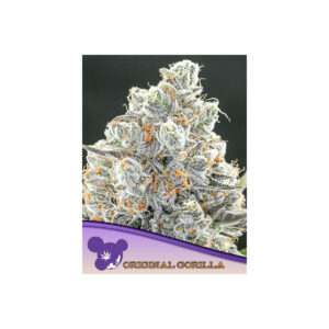 Original Gorilla #4 - Anesia feminisiert 3er Pack
