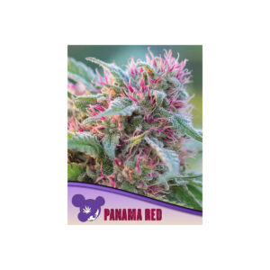 Panama Red - Anesia feminisiert 3er Pack