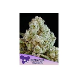 Privileged Baddie - Anesia feminisiert 3er Pack