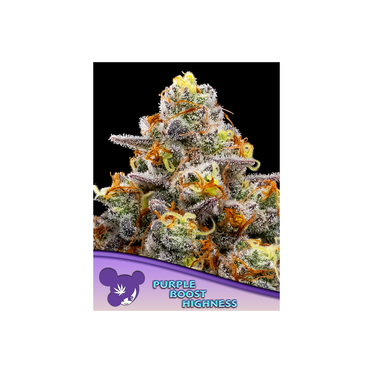 Purple Boost Highness - Anesia feminisiert 3er Pack