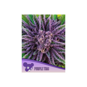 Purple Thai - Anesia feminisiert 3er Pack