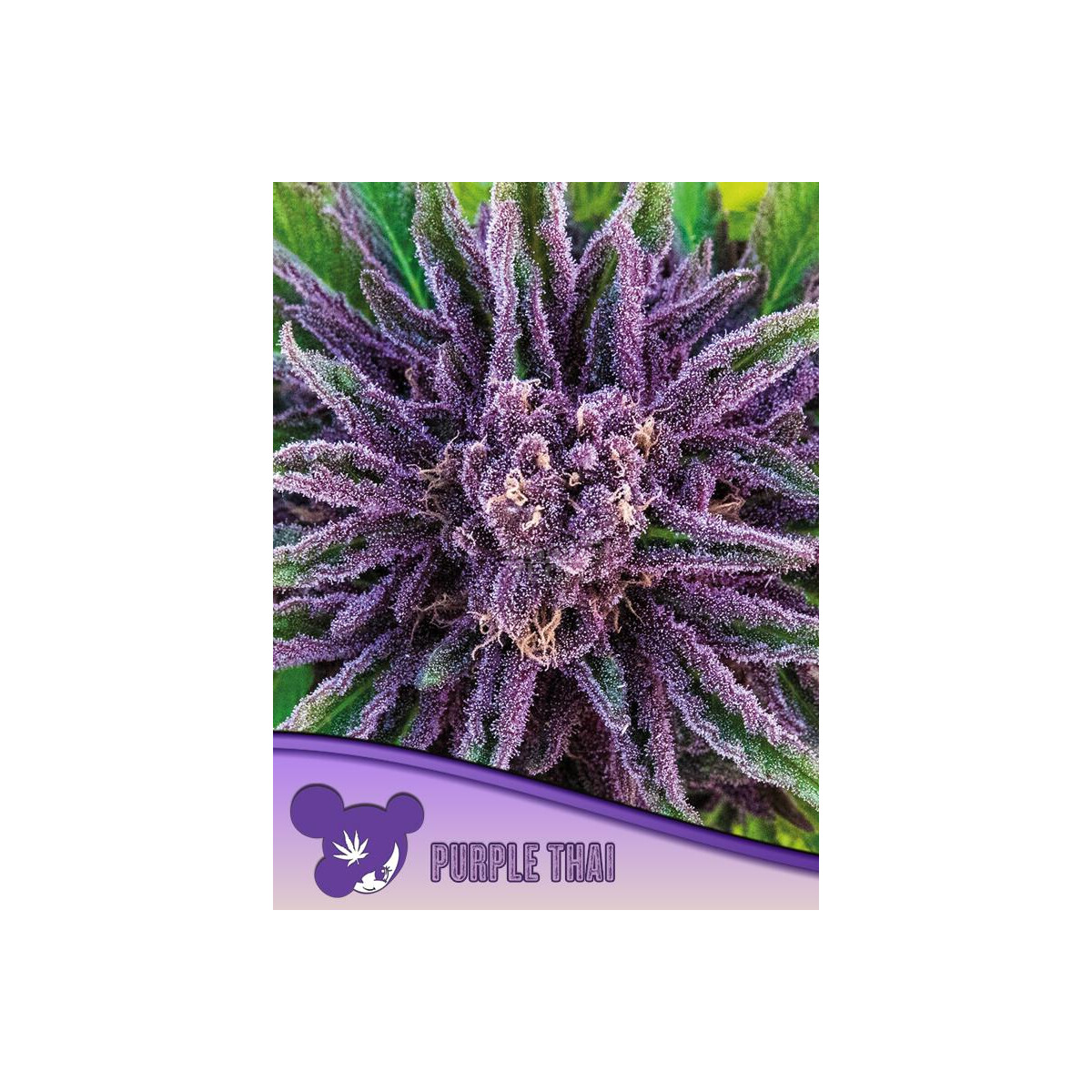Purple Thai - Anesia feminisiert 3er Pack