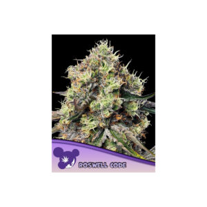 Roswell Code - Anesia feminisiert 3er Pack