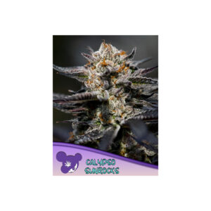 Calypso Sunrocks - Anesia feminisiert 3er Pack
