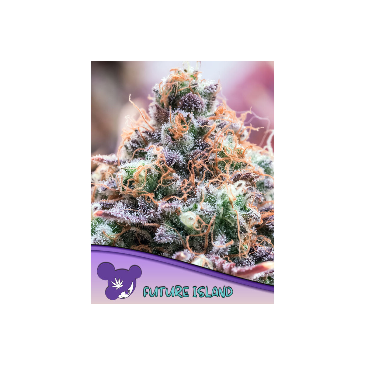 Future Island - Anesia feminisiert 3er Pack