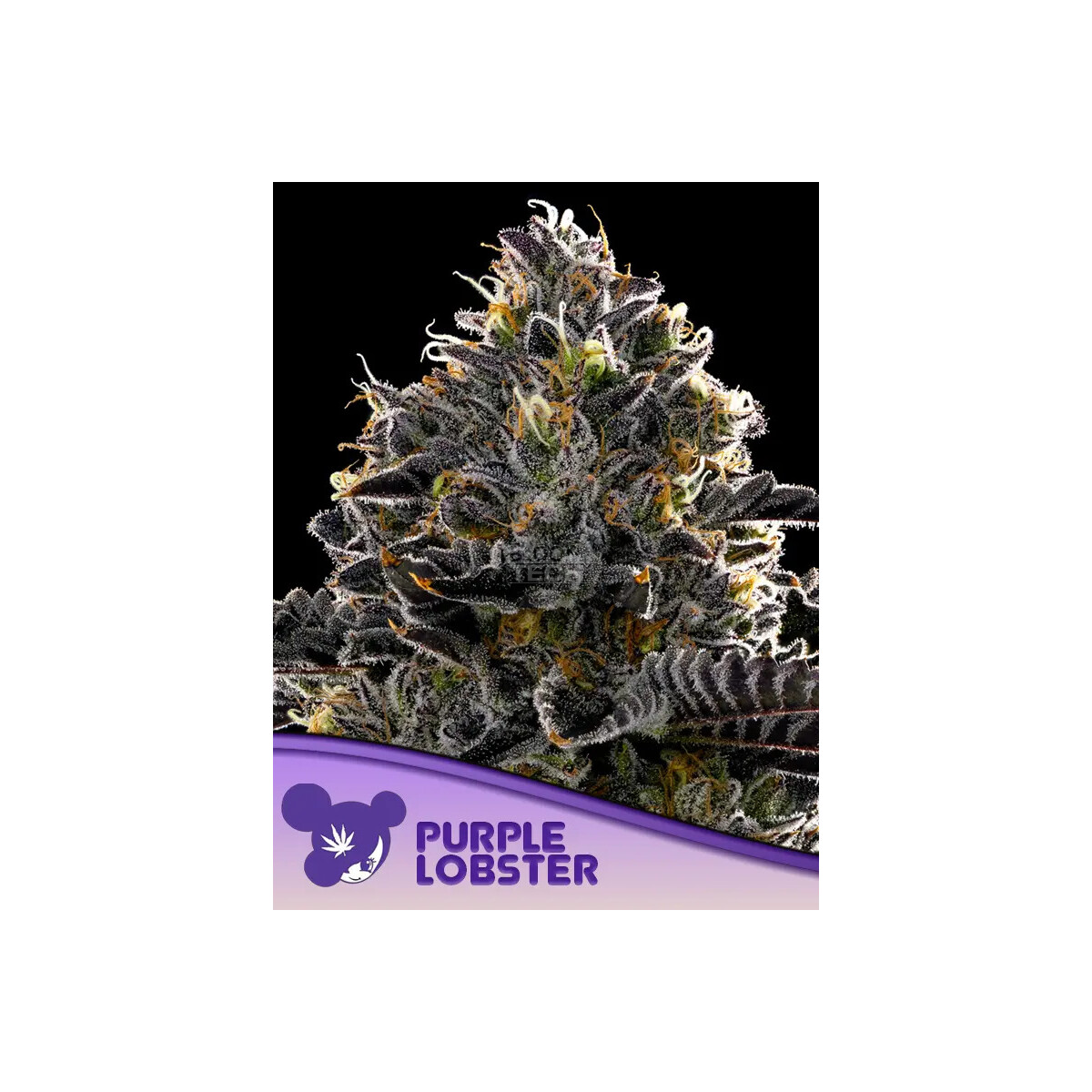 Purple Lobster - Anesia feminisiert 3er Pack