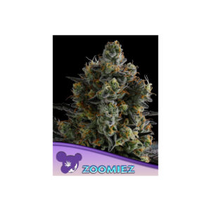 Zoomiez - Anesia feminisiert 3er Pack