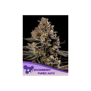 Smashberry Fumez Auto - Anesia feminisiert 3er Pack