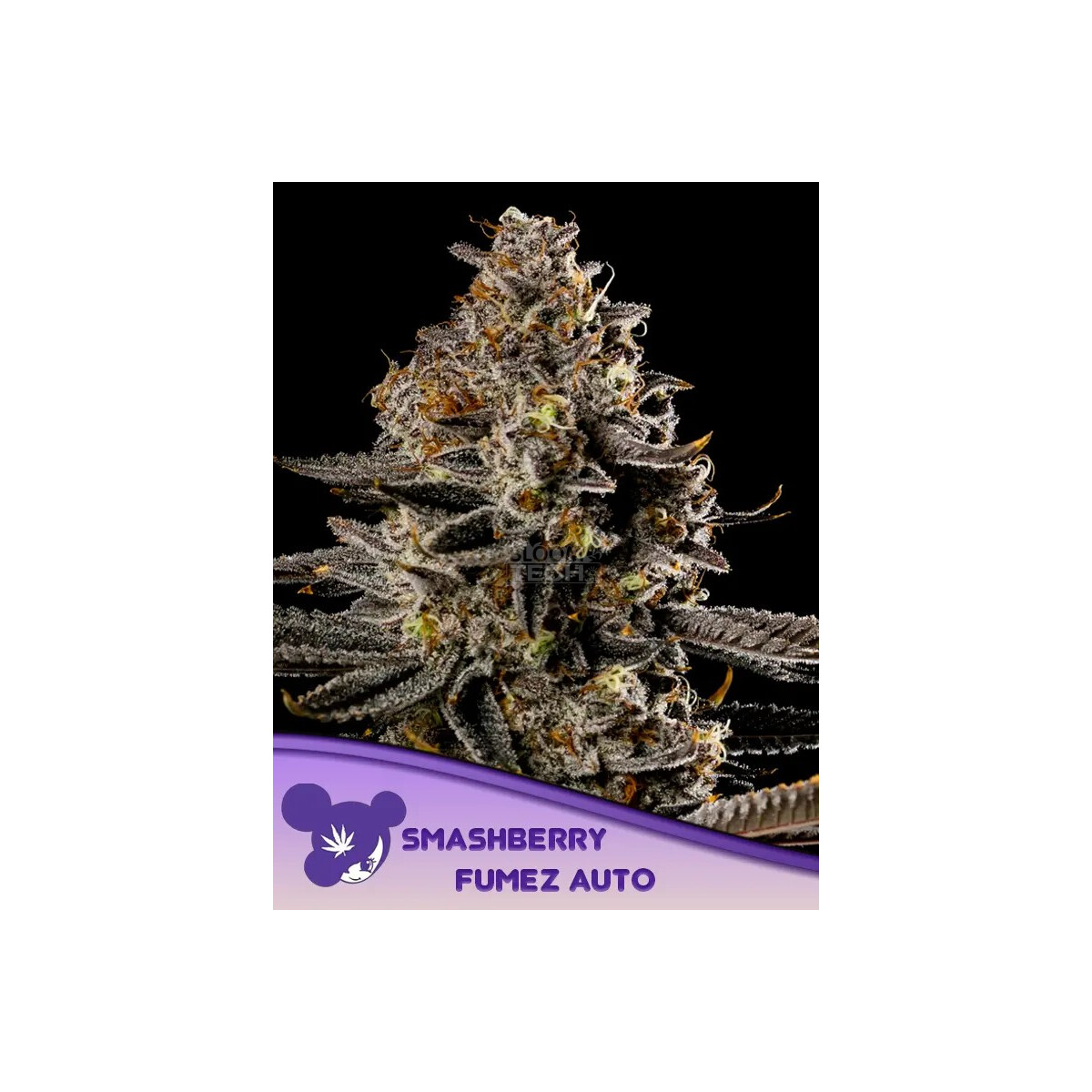 Smashberry Fumez Auto - Anesia feminisiert 3er Pack