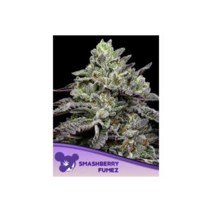 Smashberry Fumez - Anesia feminisiert 3er Pack