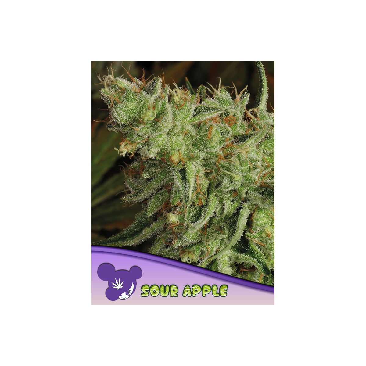Sour Apple - Anesia feminisiert 3er Pack