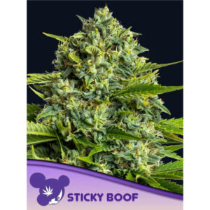 Sticky Boof - Anesia feminisiert 3er Pack