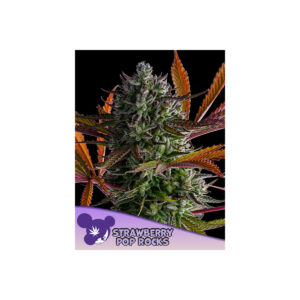Strawberry Pop Rocks - Anesia feminisiert 3er Pack