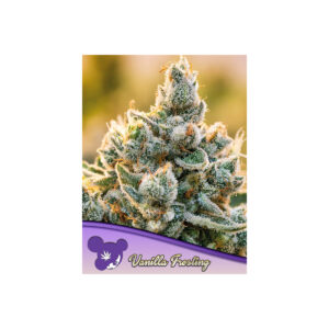 Vanilla Frosting - Anesia feminisiert 3er Pack