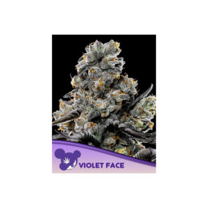 Violet Face - Anesia feminisiert 3er Pack