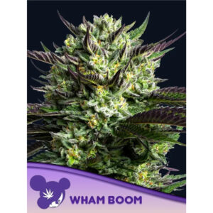 WHAM BOOM - Anesia feminisiert 3er Pack