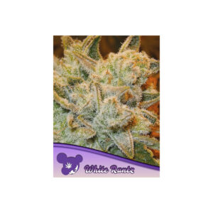 White Runtz - Anesia feminisiert 3er Pack
