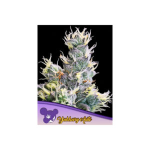 Yuhbary Auto - Anesia feminisiert 3er Pack