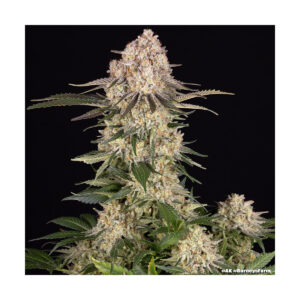 AK Barneys Farm feminisiert 3er Pack