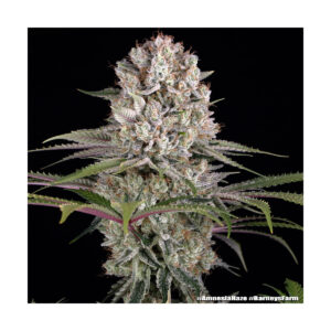 Amnesia Haze - Barneys Farm feminisiert 3er Pack