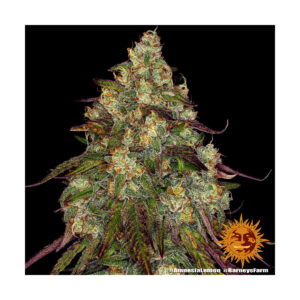 Amnesia Lemon - Barneys Farm feminisiert 3er Pack